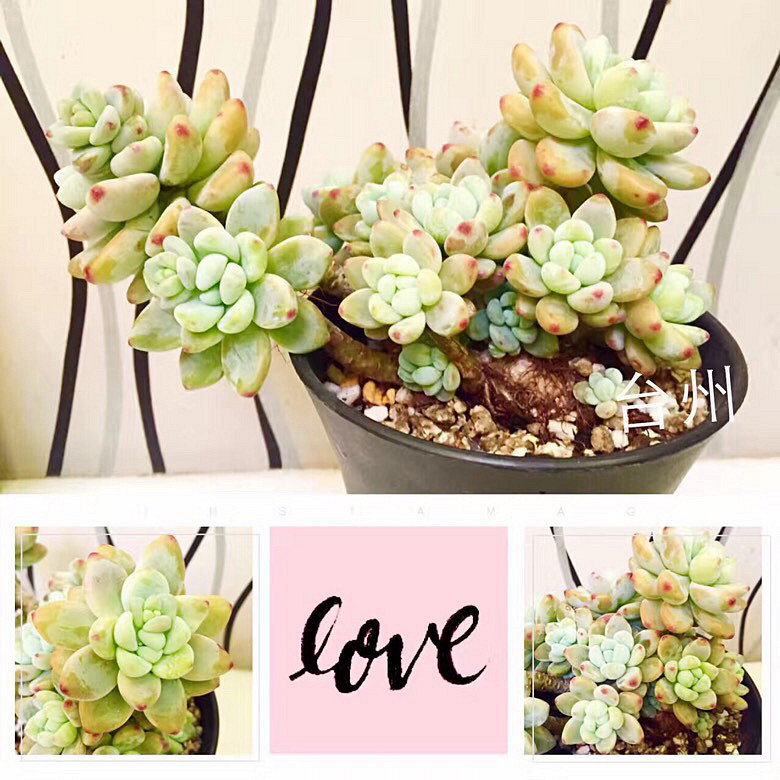 ���ı���