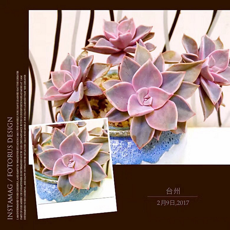 ���ı���