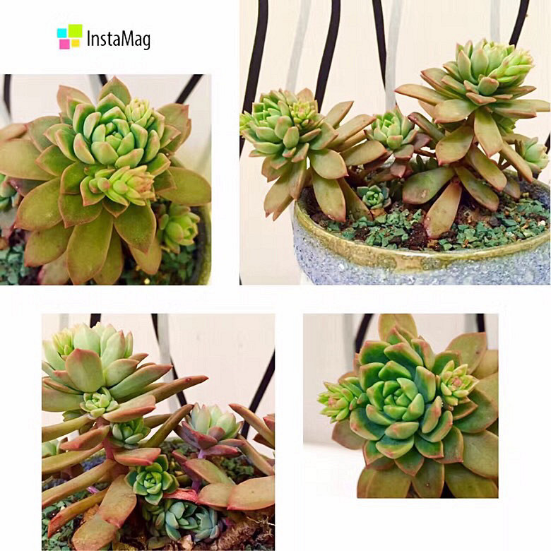 ���ı���