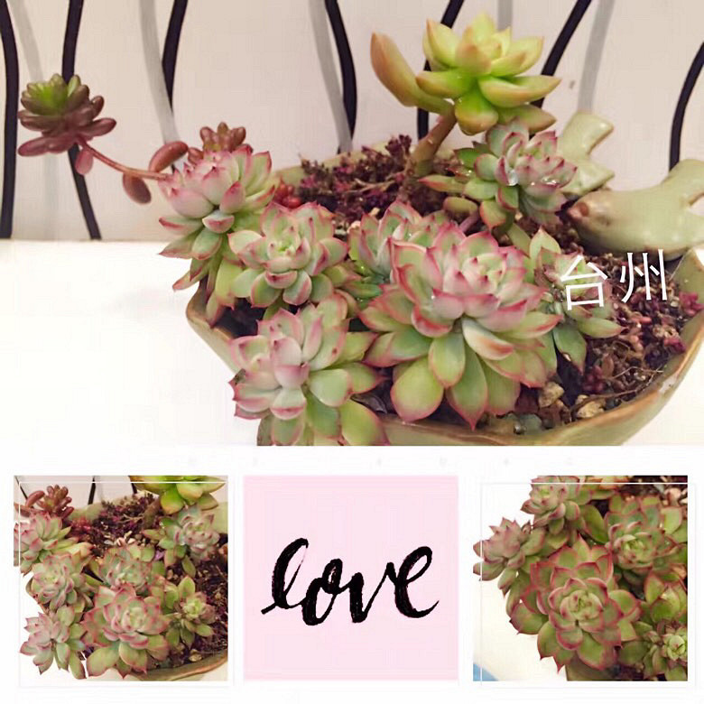 ���ı���