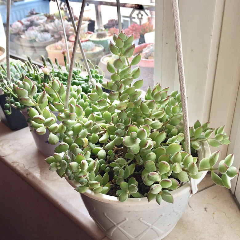 �����е�������ȥ�������һȦ�����ְ�