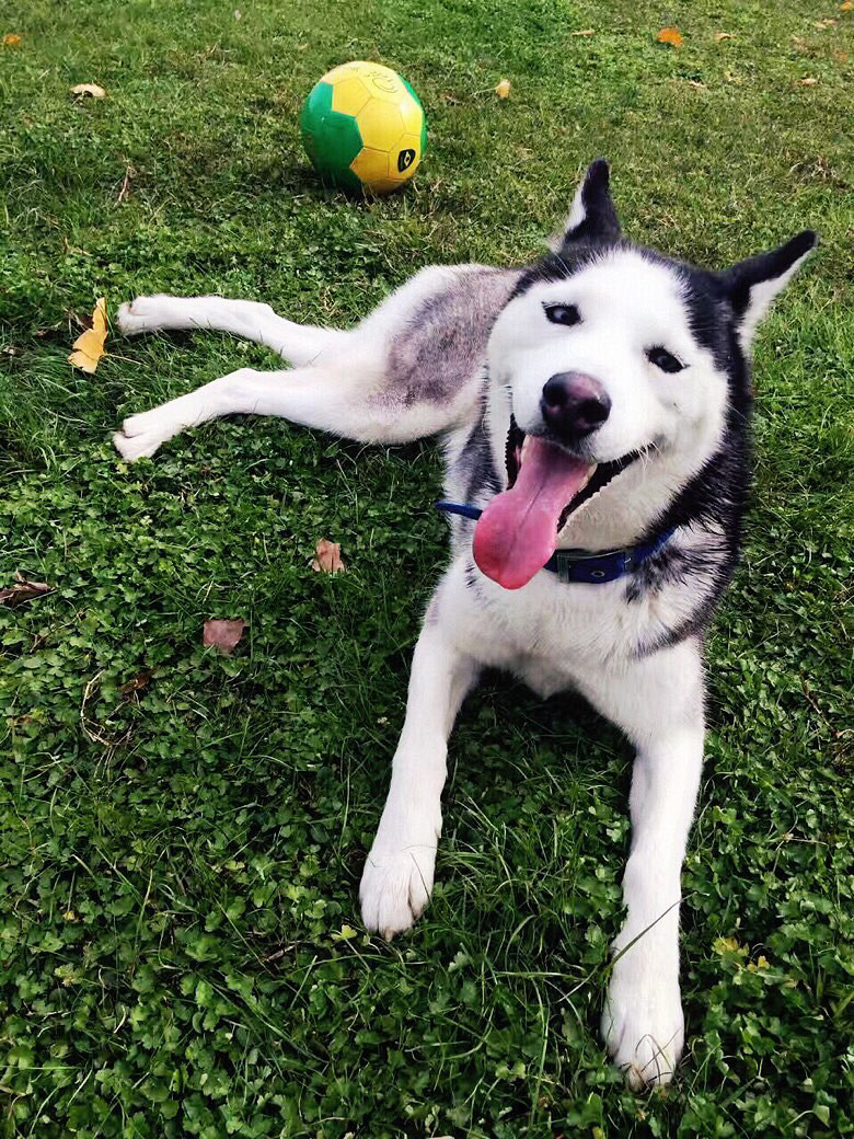 �ٺ٣����ָ������������裬