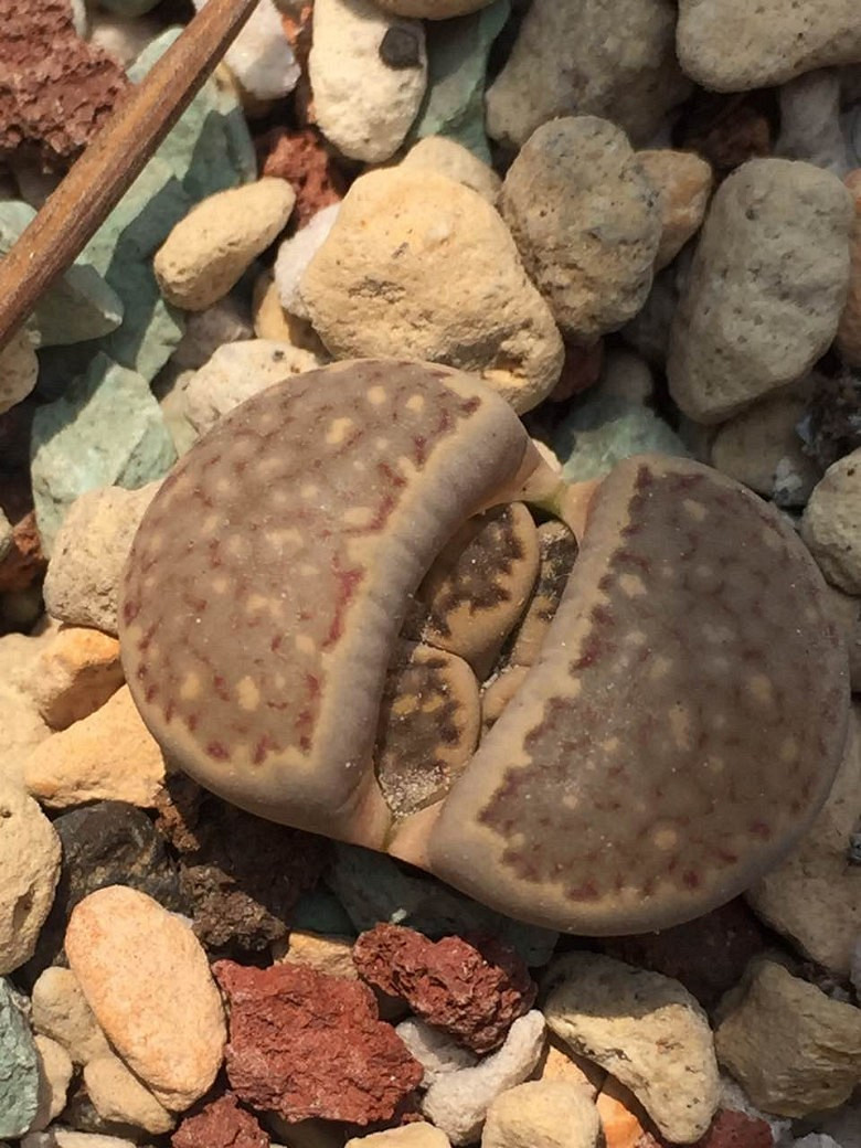 �����ѵ���ʱ���ĵ�