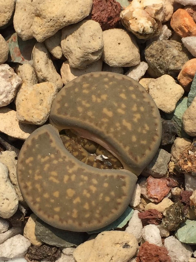 �����ѵ���ʱ���ĵ�