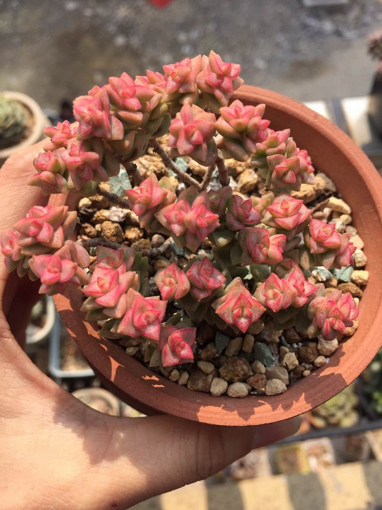 �����ѵ���ʱ���ĵ�