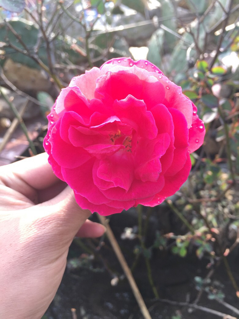 ��԰�����л�����