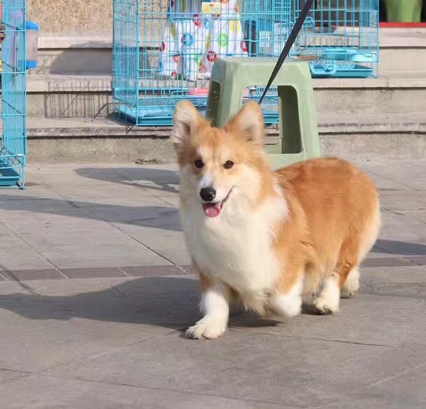 �»�¶������˳������