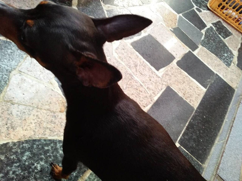 ����С¹Ȯ�Ŀ�������