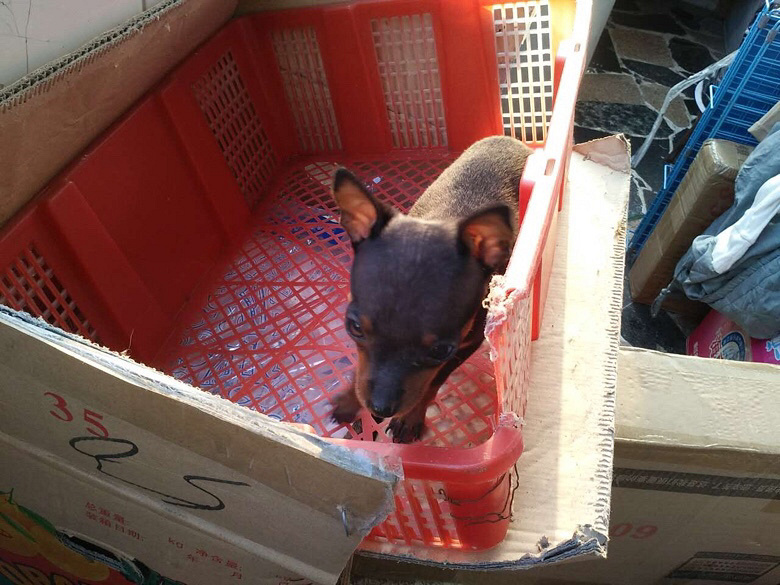 ����С¹Ȯ�Ŀ�������