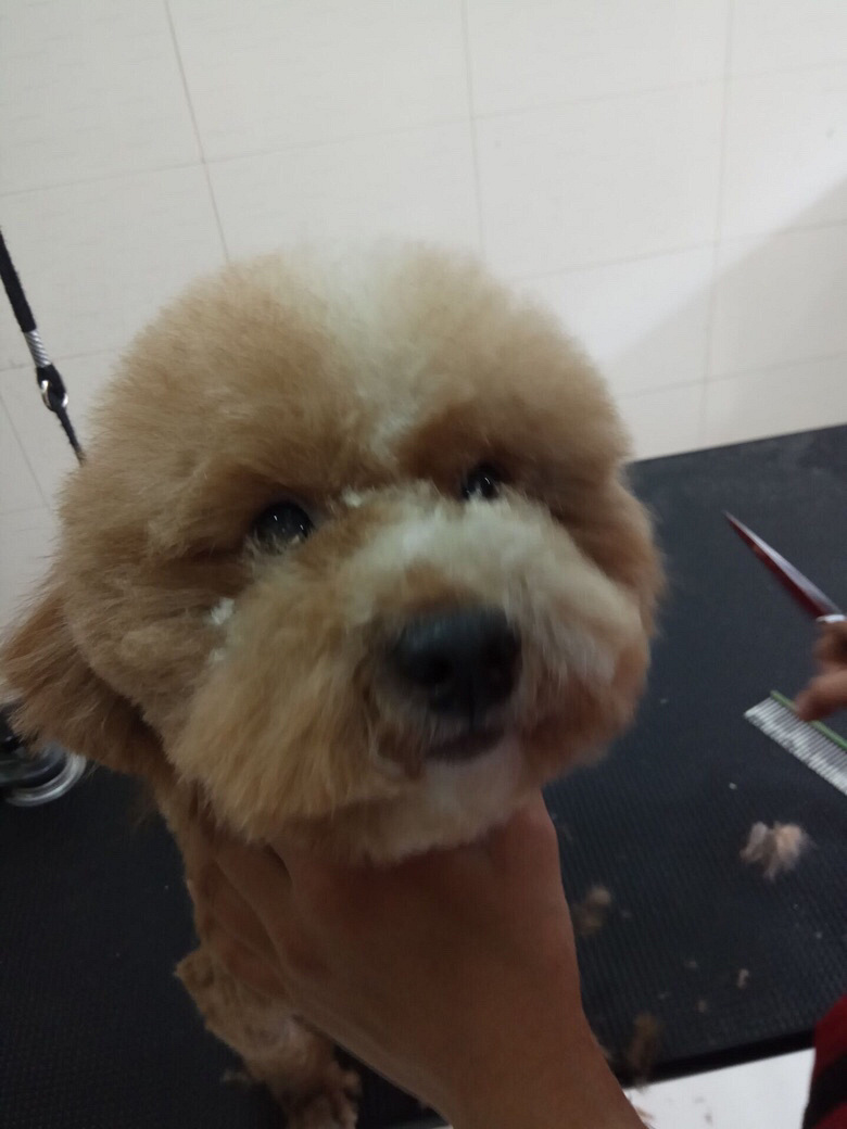 ̨��ְҵ����ѧԺ���������˵�С��������