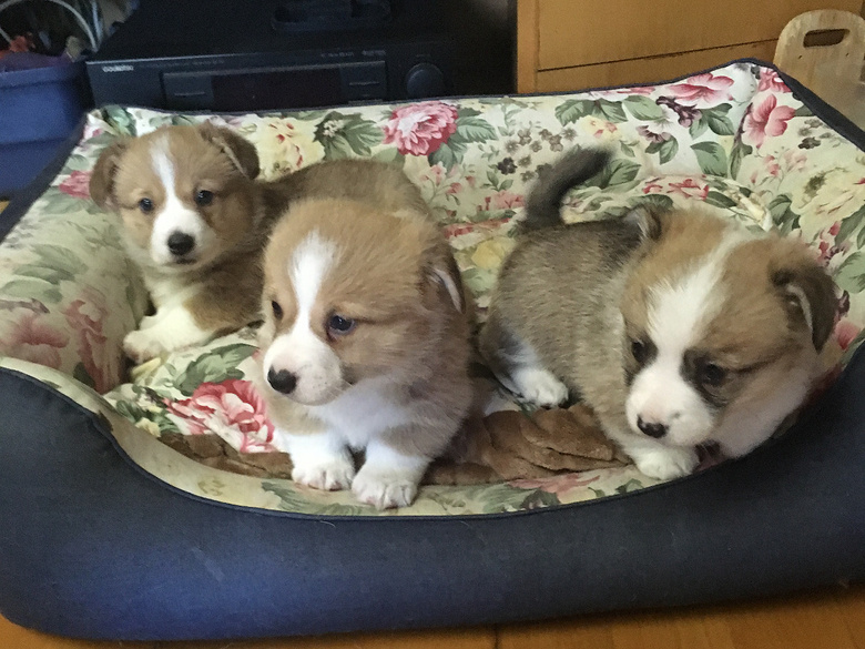 �����Գ������»���Ȯ