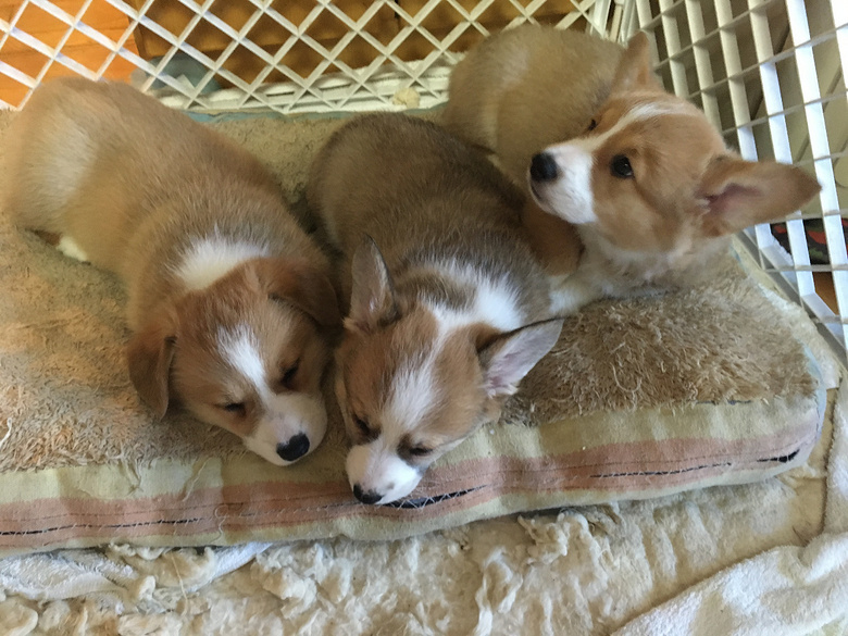 �����Գ������»���Ȯ