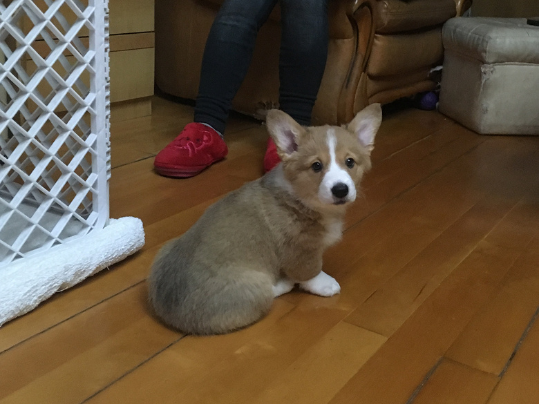 �����Գ������»���Ȯ