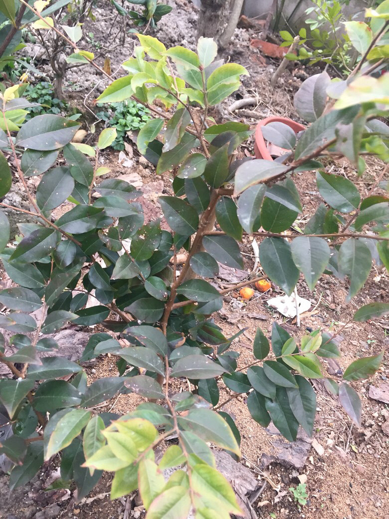 ������ʶ����