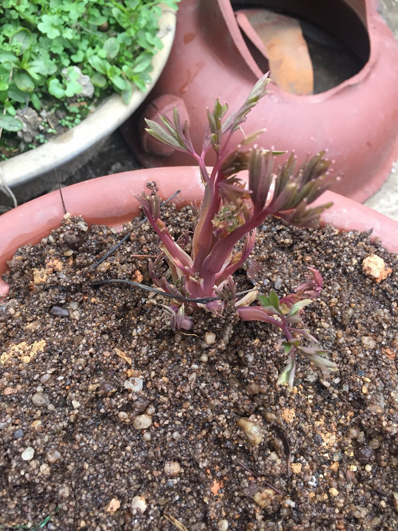 ������ʶ����