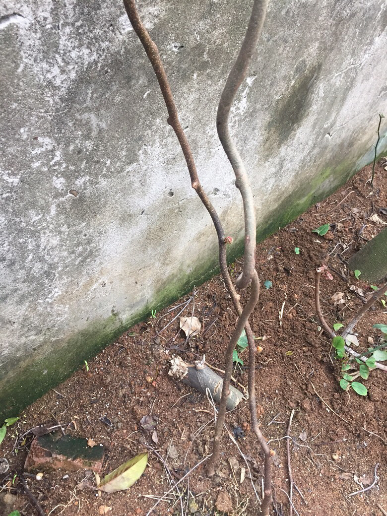 ������ʶ����