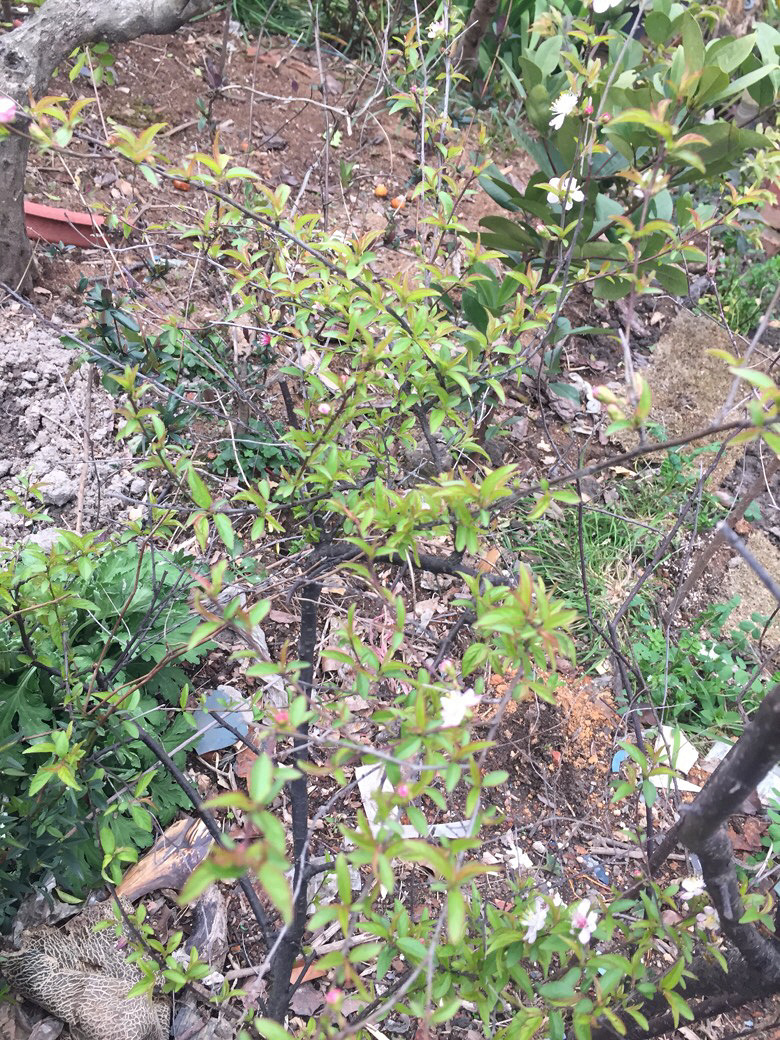 ������ʶ����