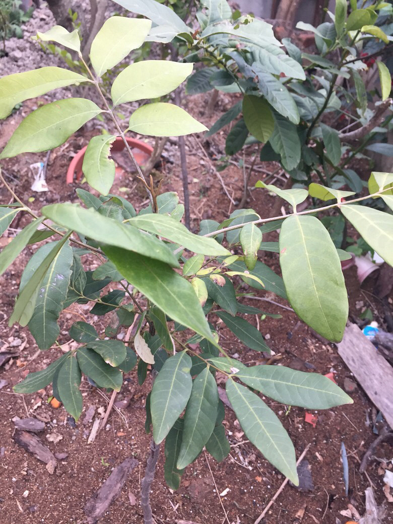 ������ʶ����