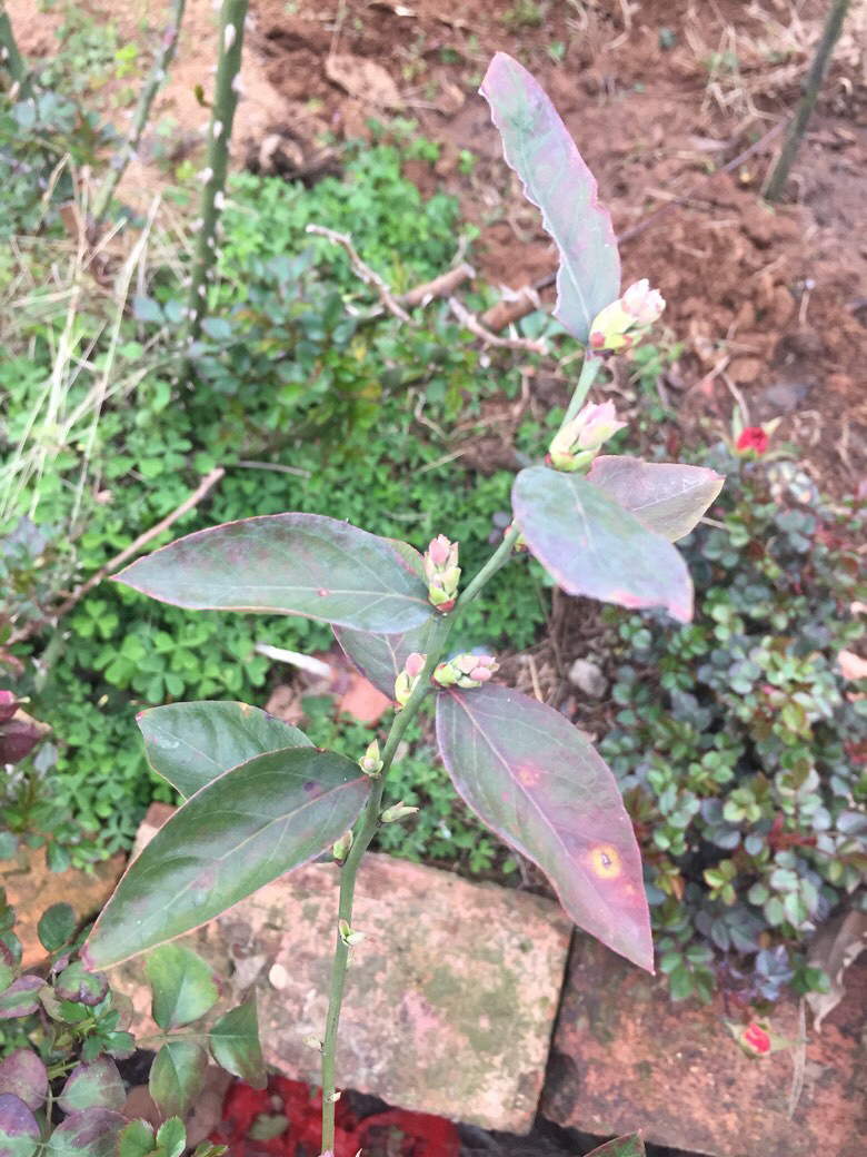 ������ʶ����