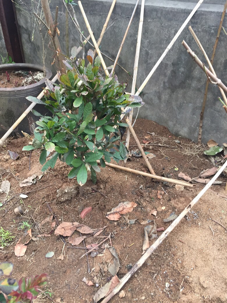 ������ʶ����