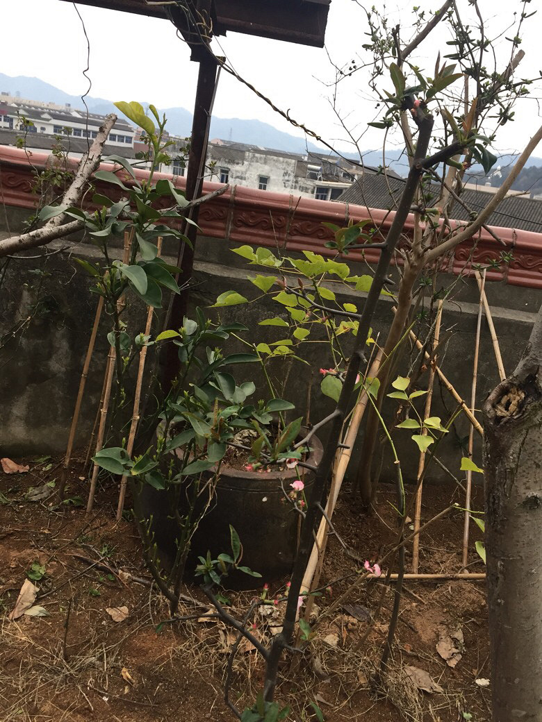 ������ʶ����