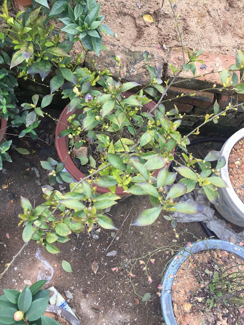 ������ʶ����