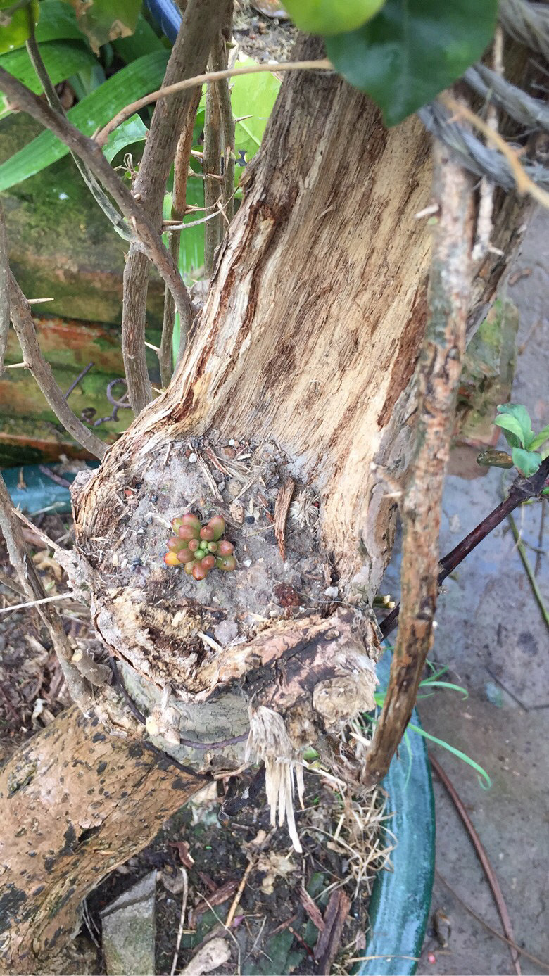 ����Ļ�����