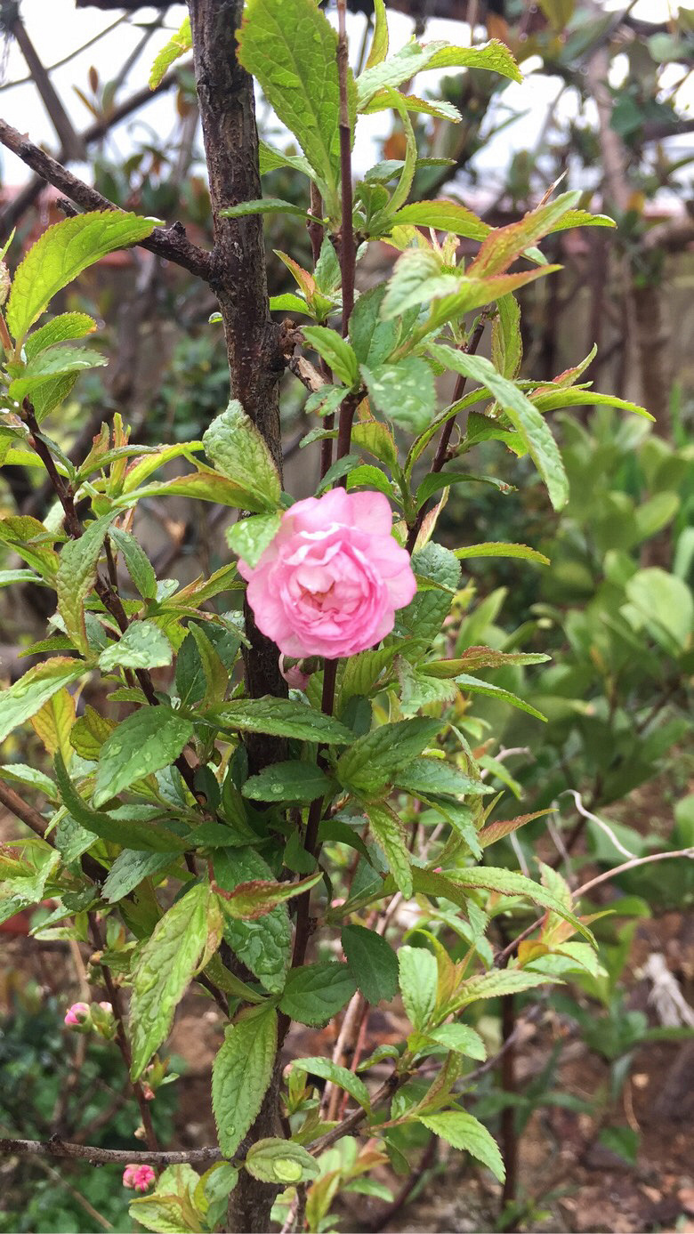 ����Ļ�����