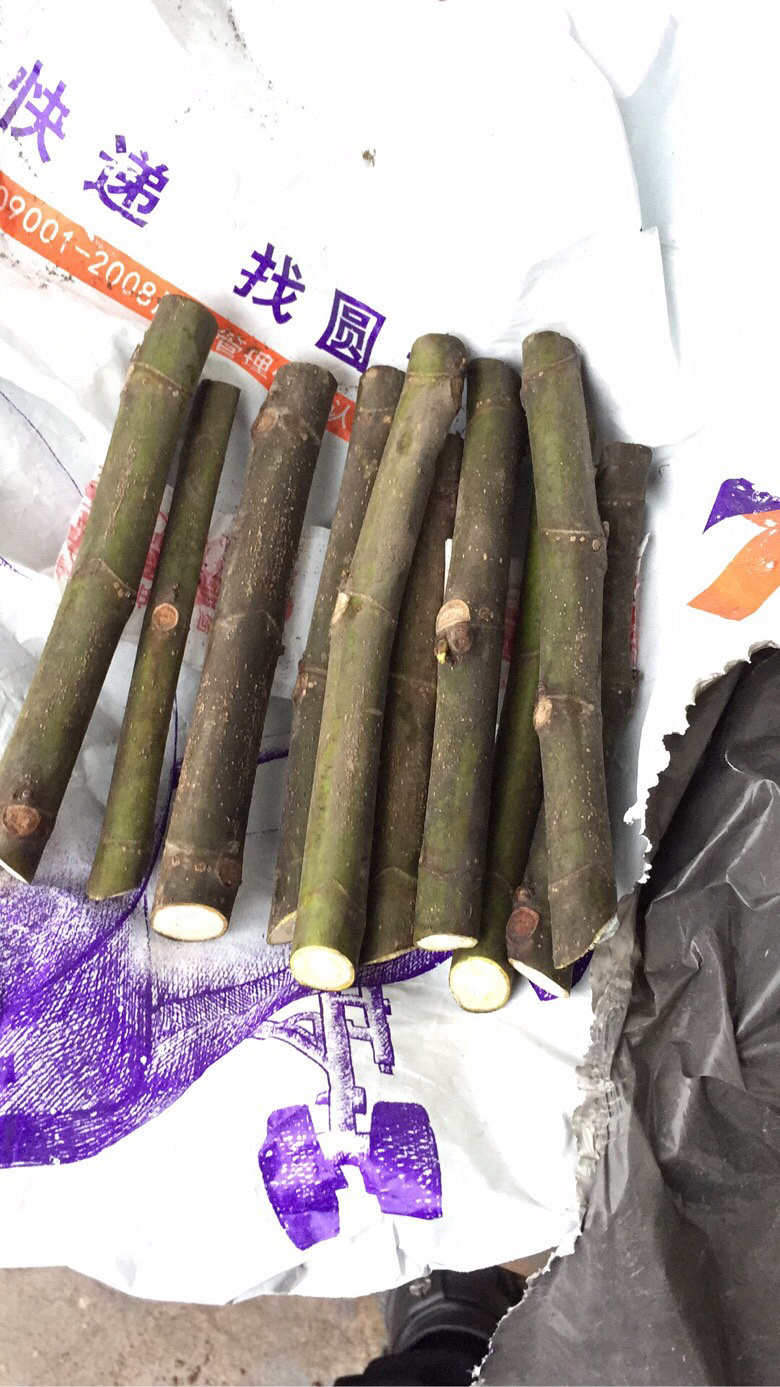 ����Ĵ󲨺ʹ��굽��