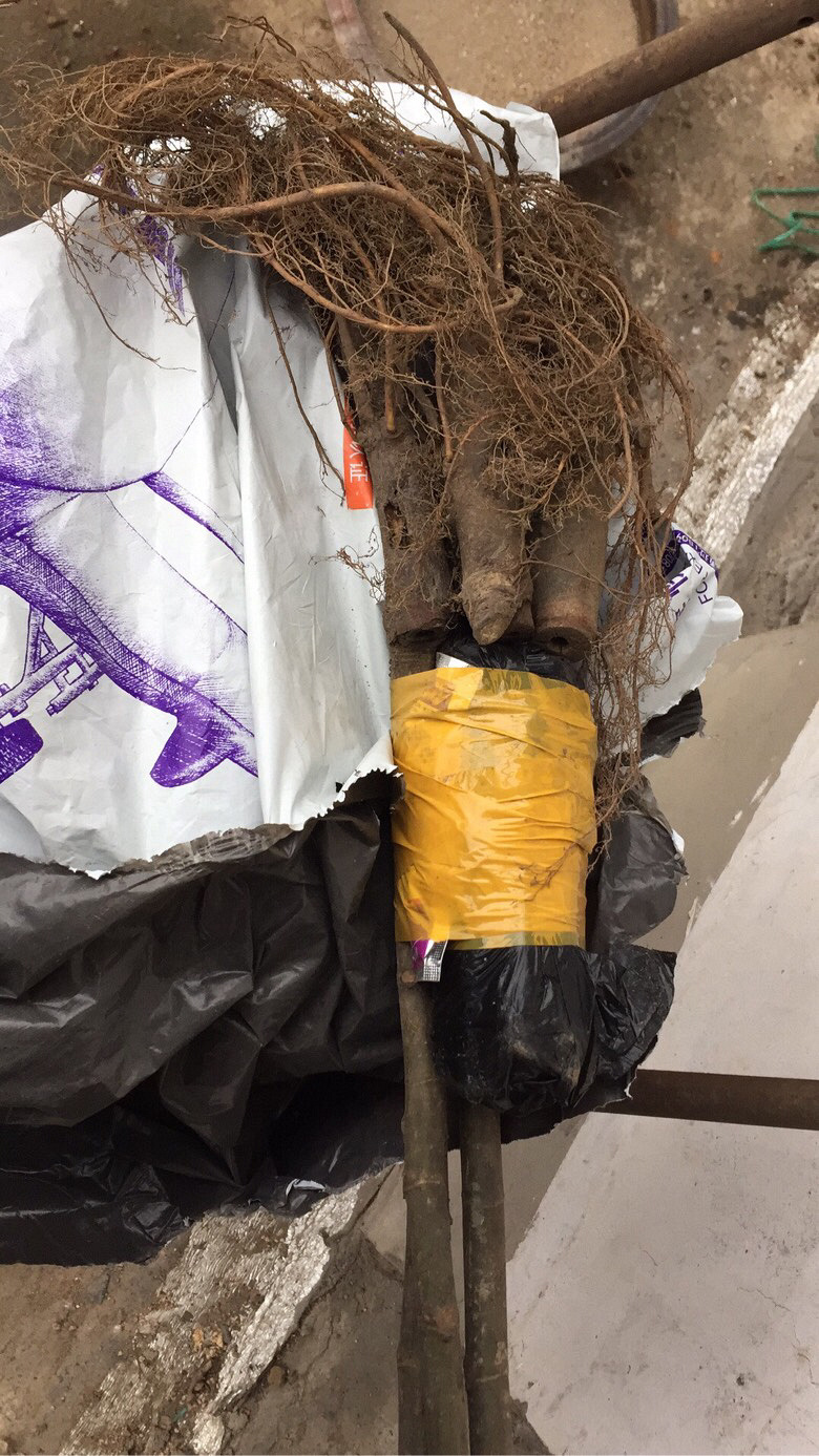 ����Ĵ󲨺ʹ��굽��