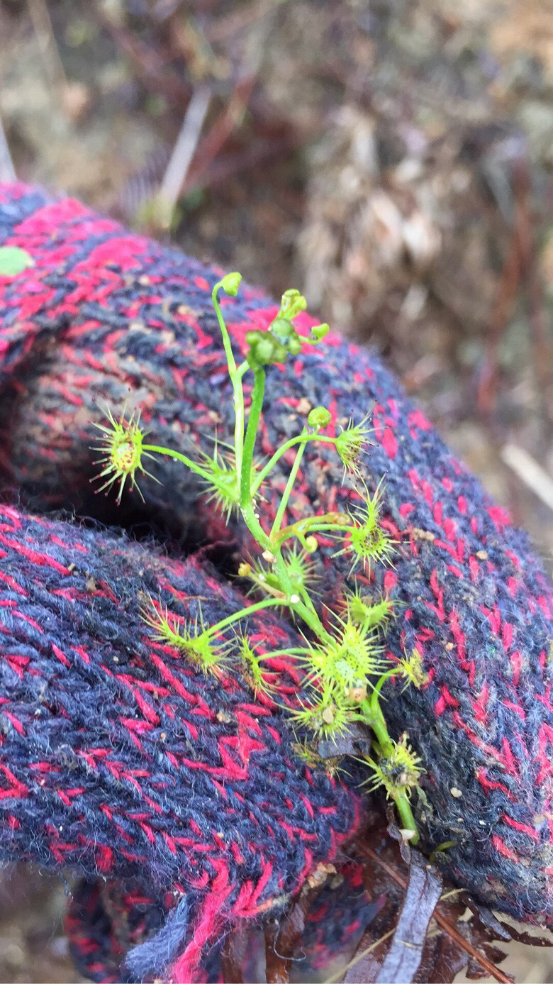 ���쵽�ˣ���ɽ�Ķž����ݮ