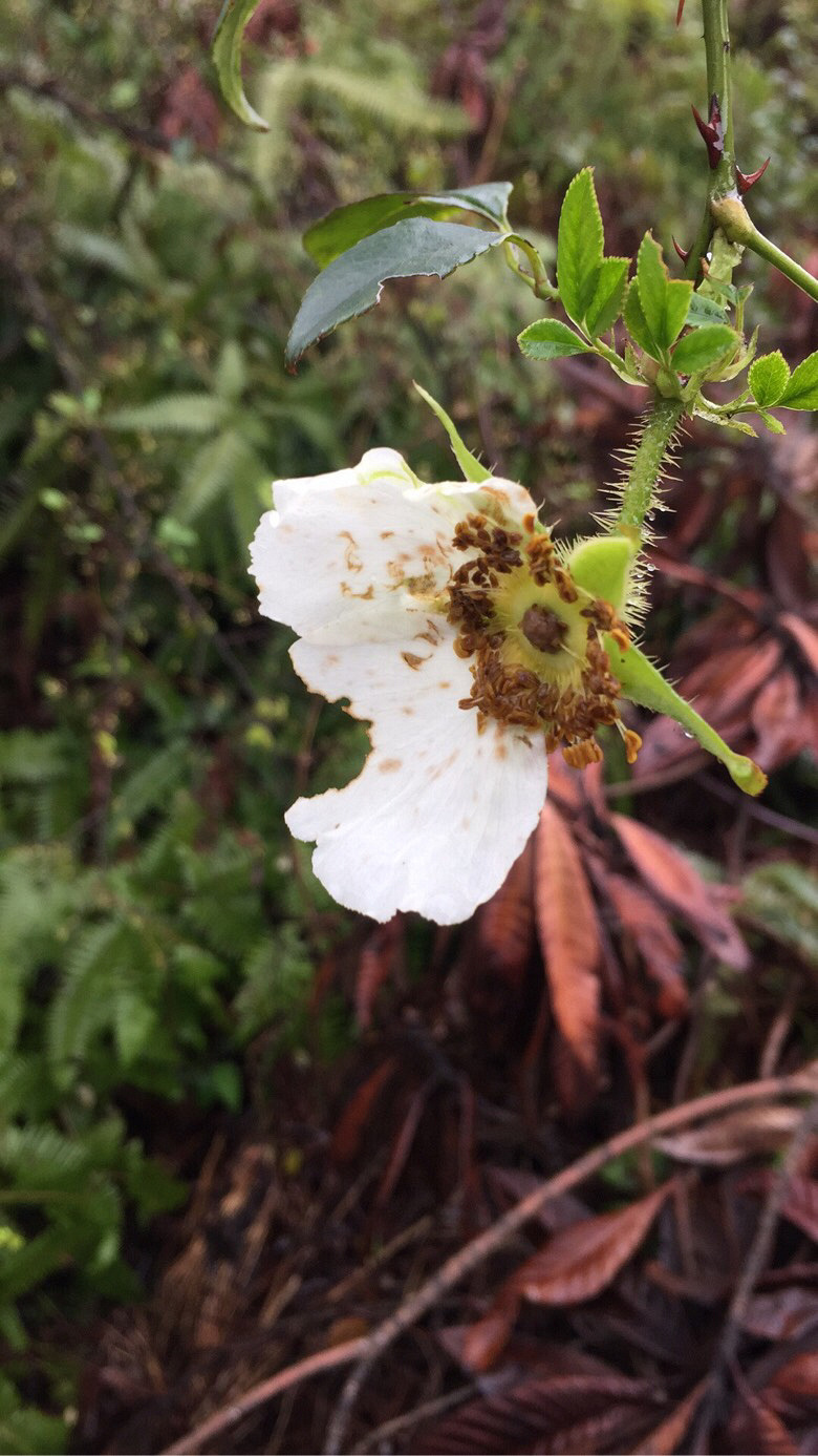 ���쵽�ˣ���ɽ�Ķž����ݮ