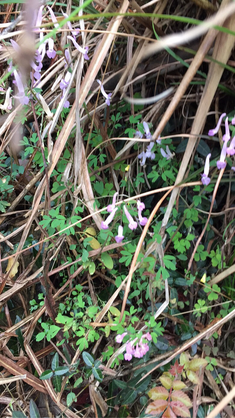 ���쵽�ˣ���ɽ�Ķž����ݮ