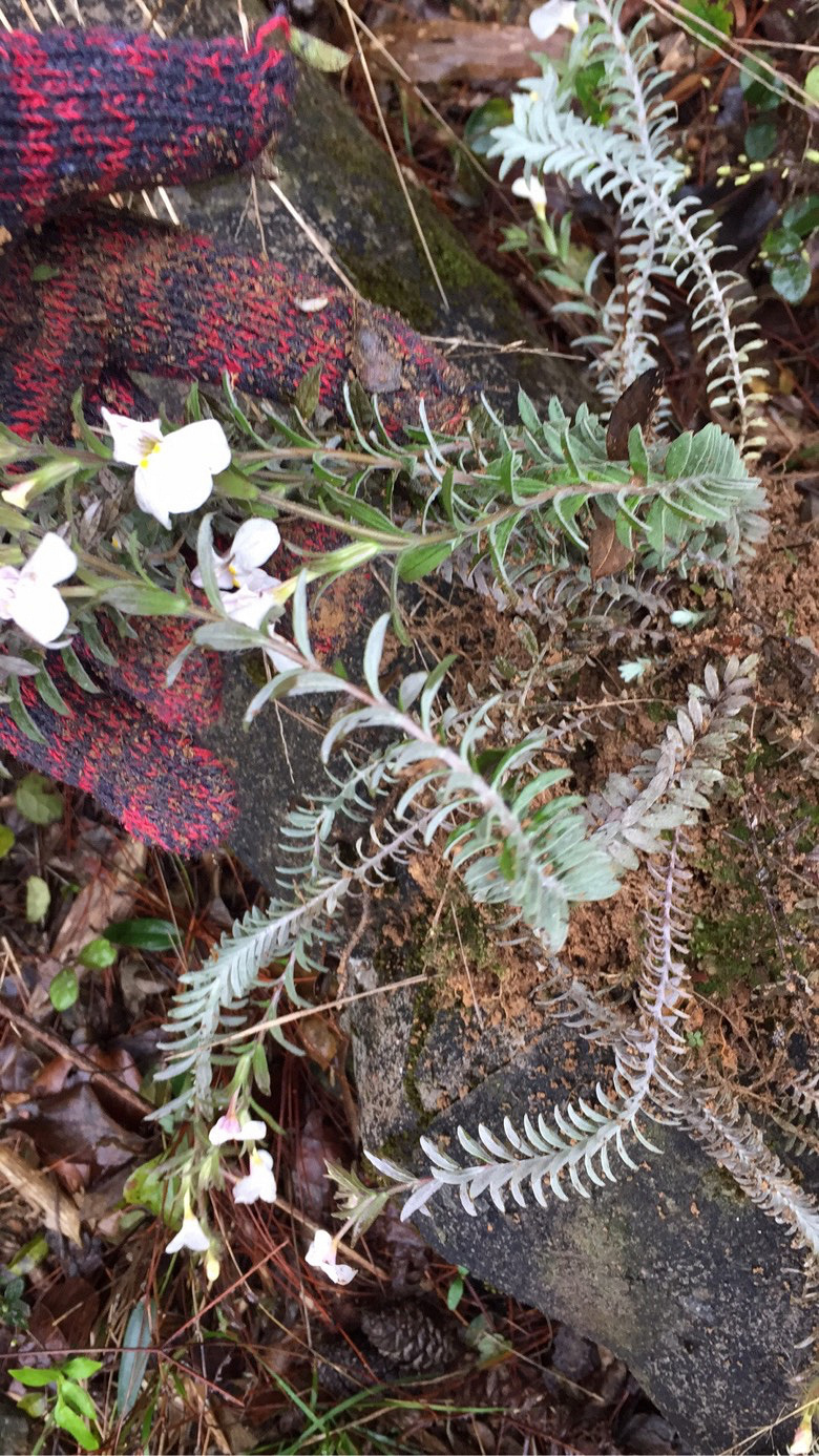 ���쵽�ˣ���ɽ�Ķž����ݮ