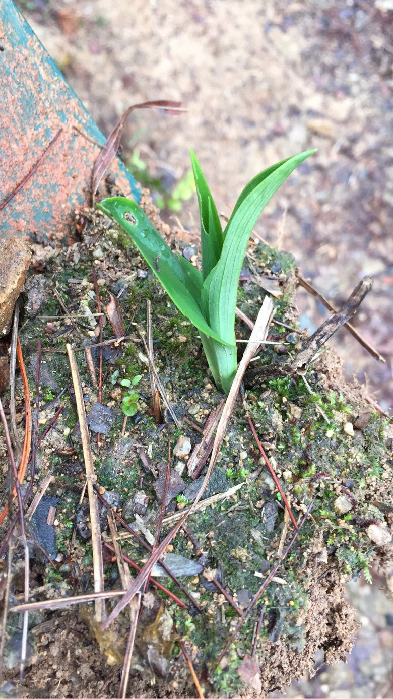 ���쵽�ˣ���ɽ�Ķž����ݮ