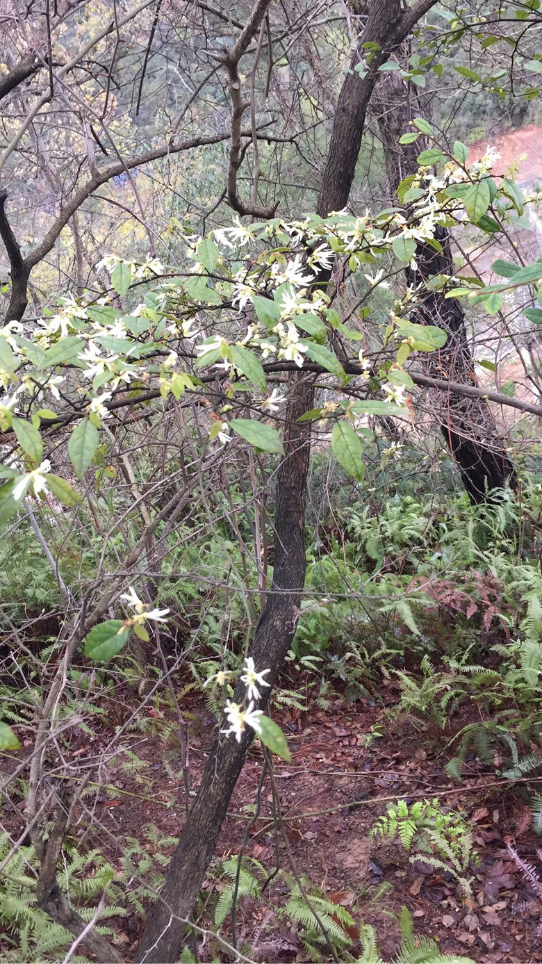 ���쵽�ˣ���ɽ�Ķž����ݮ