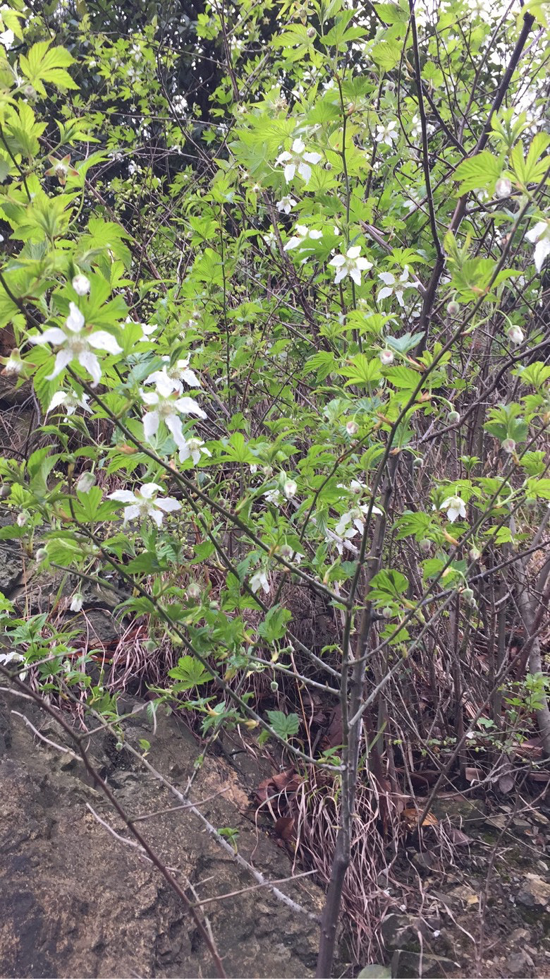 ���쵽�ˣ���ɽ�Ķž����ݮ