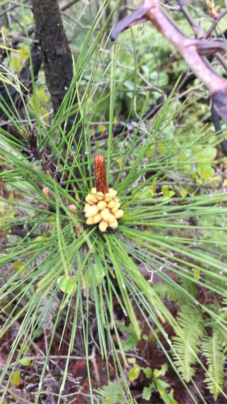 ���쵽�ˣ���ɽ�Ķž����ݮ