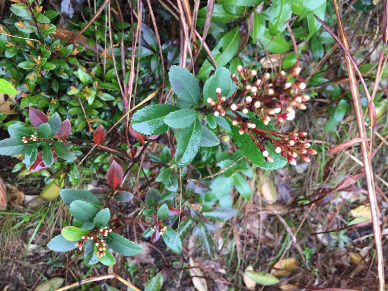 ���쵽�ˣ���ɽ�Ķž����ݮ