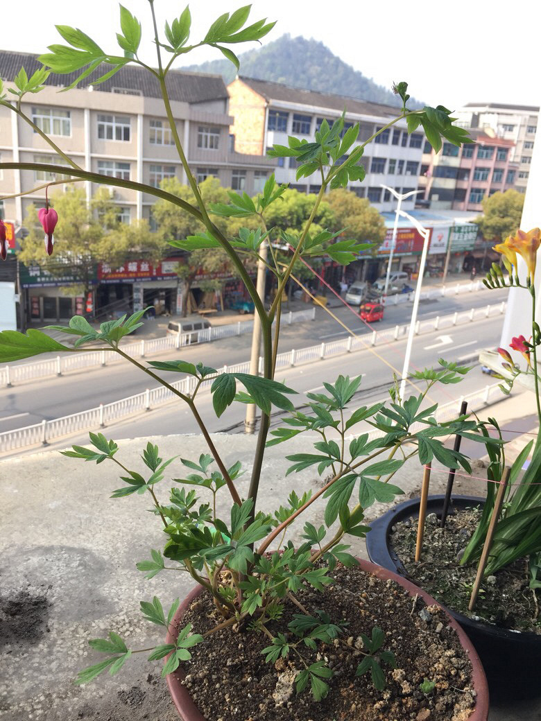 �ɰ�ĵ������