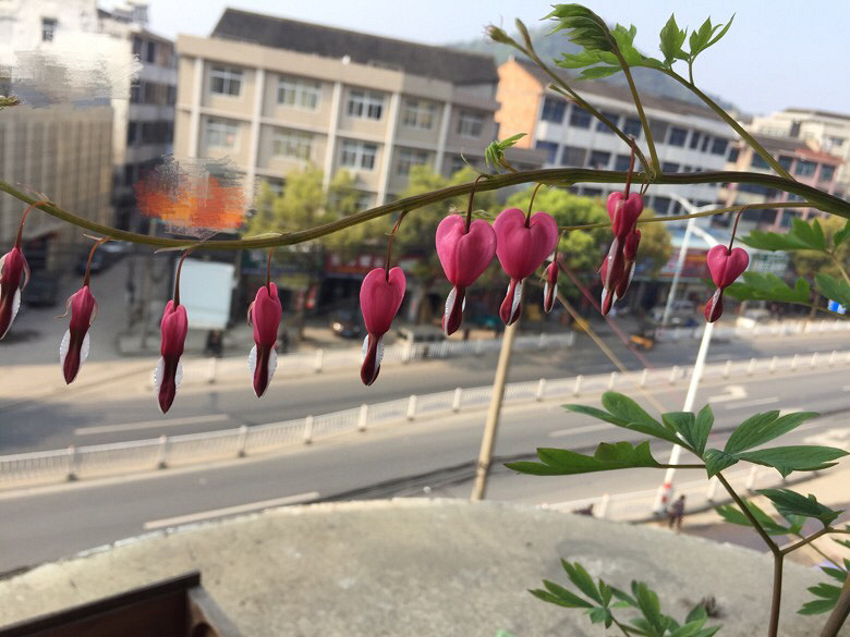 �ɰ�ĵ������