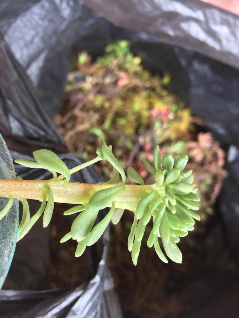 Ұ������