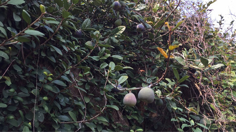 Ұ������