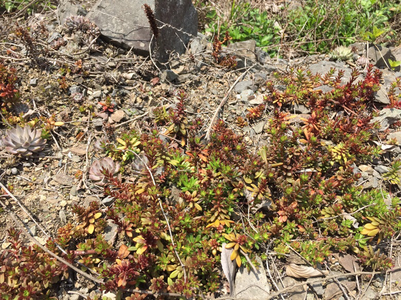 Ұ������