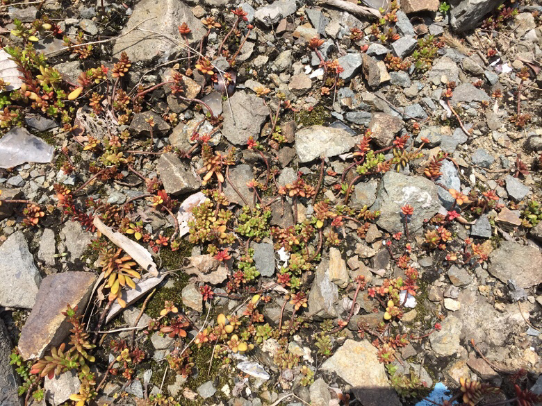 Ұ������