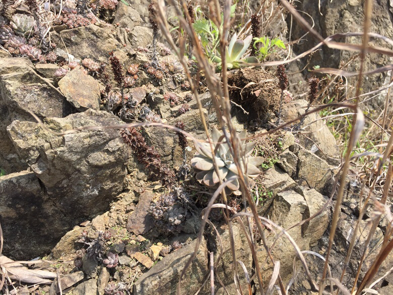 Ұ������