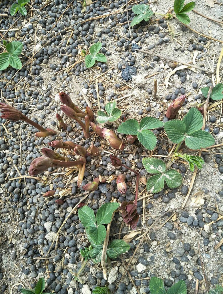 ����ʲôֲ�