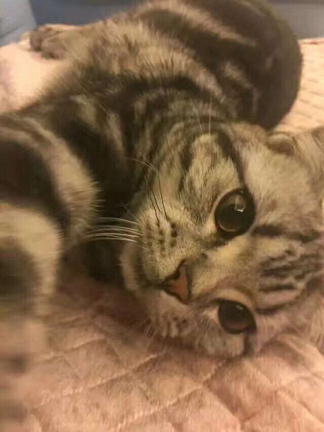 ���� ��è ���� С��������ǿ�������