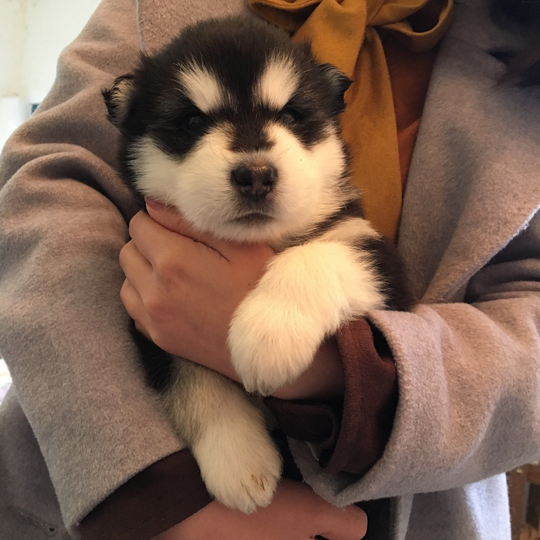 �ͼ۳��۰���˹��Ȯ2���´�