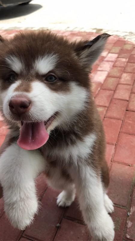 �ͼ۳��۰���˹��Ȯ2���´�